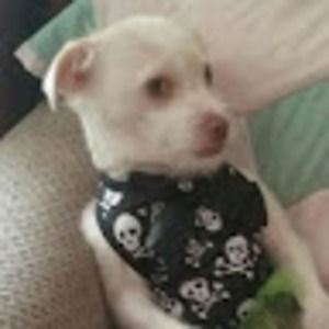 Meet your Posher, Doot